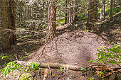 Alpine glade with a nest of redwood ant (Formica rufa), these ants play a role in the management of forest pest insects, Champagny-en-Vanoise, Savoie, Auvergne-Rhône-Alpes region, France