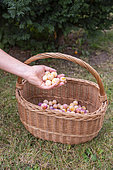 Artisanal picking of plums in a garden, Bas Rhin (67), Alsace, Grand Est region, France