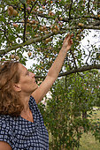 Artisanal picking of plums in a garden, Bas Rhin (67), Alsace, Grand Est region, France