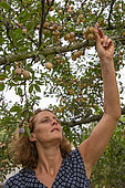 Artisanal picking of plums in a garden, Bas Rhin (67), Alsace, Grand Est region, France