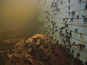 Common toads (Bufo bufo) mating in a fountain, Villa Toepliz, Varese, Italy.