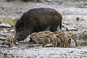Wild Boar (Sus scrofa ) sow and piglets, Private park, Haute Saone, France