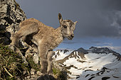 Bouquetin des Alpes (Capra ibex) jeune nouveau-né, encore avec le cordon ombilicale, Alpes françaises.