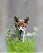 Red fox (Vulpes vulpes) cub standing near a tombstone, England
