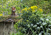 Red fox (Vulpes vulpes) standing on top of a wall, England