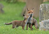 Red fox (Vulpes vulpes) cub begging for food to vixenamongst tombstones