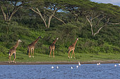 Masai giraffe (Giraffa camelopardalis tippelskirchi), Ndutu, Ngorongoro Conservation Area, Serengeti, Tanzania.