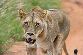 Lioness (Panthera leo), Tsavo, Kenya.