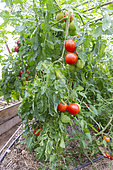 Cultivation of tomatoes sp. and eggplant (Solanum melongena), in greenhouse, Rocambole gardens, Artistic vegetable and botanical gardens in organic farming, A meeting between art and Nature, La Lande aux Pitois, Corps Nuds, Ille-et-Vilaine (35), Brittany, France