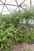 Cultivation of tomatoes sp. and eggplant (Solanum melongena), in greenhouse, Rocambole gardens, Artistic vegetable and botanical gardens in organic farming, A meeting between art and Nature, La Lande aux Pitois, Corps Nuds, Ille-et-Vilaine (35), Brittany, France