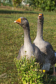 Two domestic geese on a lawn in a garden, Obernai, Bas Rhin (67), Alsace, France