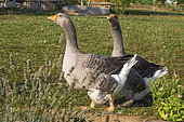 Two domestic geese on a lawn in a garden, Obernai, Bas Rhin (67), Alsace, France
