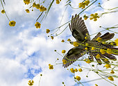 Cuckoo (Cuculus canorus) in flight over buttercups, England