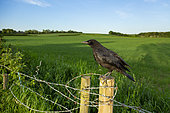 Carrion crow (Corvus corone) on fence, England