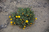 Lanzarote Gold coin daisy (Asteriscus intermedius), Lanzarote, Canary Islands