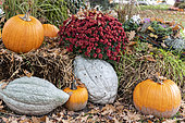 Halloween decoration: Various gourds and Chrysanthemums, autumn, Germany