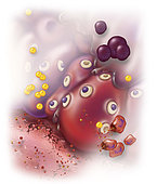 Surrounding tissue becomes inflamed causing several systemic effects, such as vasodilation, mucous secretion, nerve stimulation and smooth muscle contraction.