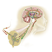 Endorphins released in the hypothalamus travel down the spinal cord to block pain messages.