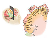 Coronal section through human brain showing the layout of the sensory cortex.