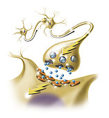 Detail of a nerve synapse showing the release of neurotransmitters.