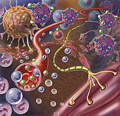 Nerve with myelin sheath, seen in lower right, connects with muscle. Blood vessel and immune cells are seen in the center and upper right of image.