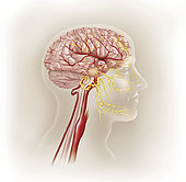 Detail of ateries of the human head and the trigeminal nerve.