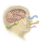 Representation of how our senses affect our thoughts.