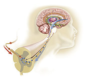 Serotonin released in the brain travels down the spinal cord to close the pain gates and block pain messages.