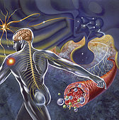Schematic of the hypothalamus receiving nerve impulses from the body and sending messages to the circulatory and nervous system.