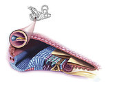Interior detail of the cochlea.
