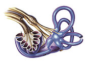 Cochlea detail with vestibulocochlear nerve.