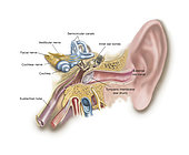 Anatomy of human ear, with labels.