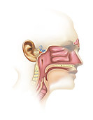 Anatomy of inner ear and sinuses.