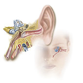 Position of inner ear in relationship to head and face.