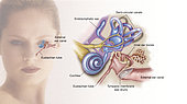 Structures of the inner ear.