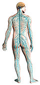 Diagram of human nervous system, posterior view.