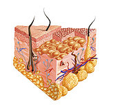 Detailed cutaway diagram of human skin.