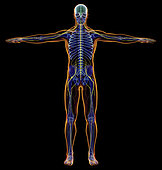 X-ray effect of male nervous system. Full figure on black background.