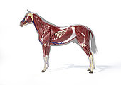 Muscular anatomy of a horse over grey silhouette, side view on white background.