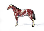 Muscular anatomy of a horse over grey silhouette with black outline, side view on white background.