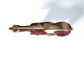 Muscular anatomy of a horse with cutaway effect, top view on white background.