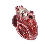 Human heart cross-section with detailed internal structure, on white background.