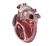Human heart cross-section with detailed internal structure, on white background.