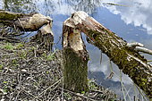 European beaver (Castor fiber), gnawed tree, lower Allan valley Brognard, Doubs, France