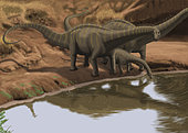 Apatosaurus dinosaurs drinking water at the edge of a lake.