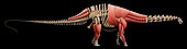 Apatosaurus skeleton and muscles.