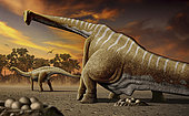 A female Apatosaurus laying her eggs in nest.
