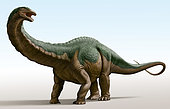 Apatosaurus louisae, a genus of herbivorous sauropod dinosaur.