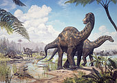 Large Dicraeosaurus sauropods from the Late Cretaceous of Africa.