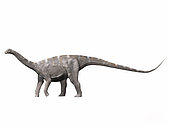 Nigersaurus taqueti, Early Cretaceous of Niger.